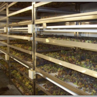 Ibercex Eroelectronic