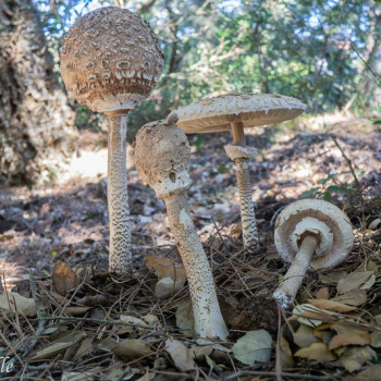 Macrolepiota Procera